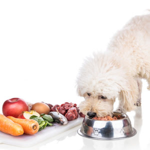 gesunde Hundeernährung