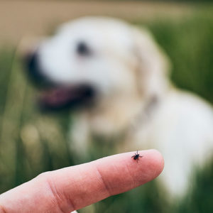 Parasitenschutz gegen Zecken