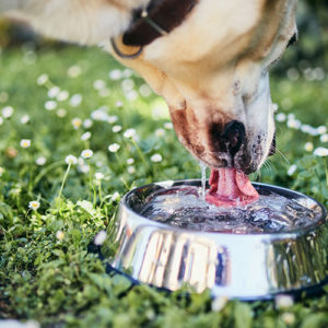 Nährstoff Wasser Hund