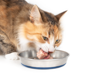 Nährstoffe in der Katzenernährung